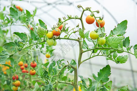 圣女果种植蔬菜种植大棚小番茄特写背景
