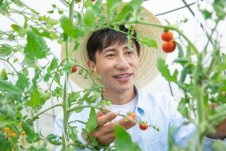 农夫蔬菜大棚培育小番茄图片