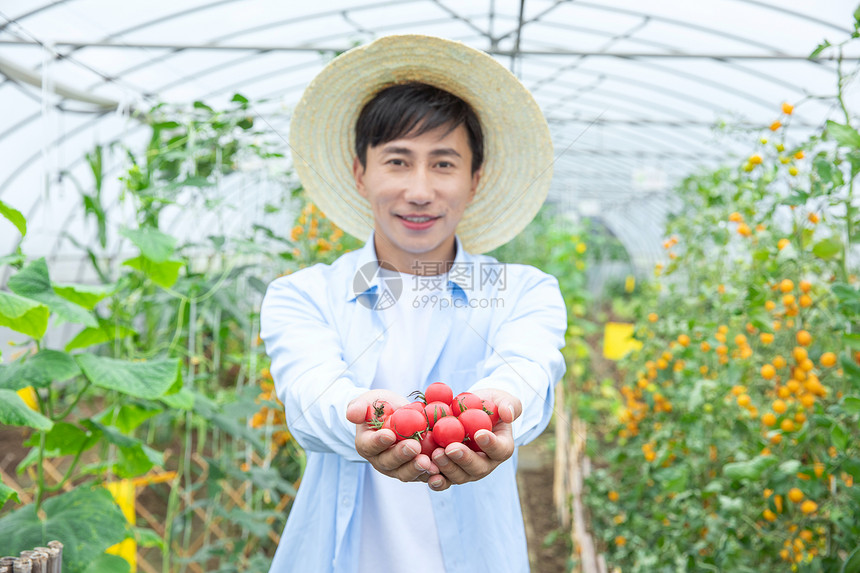 农民蔬菜大棚手捧圣女果图片