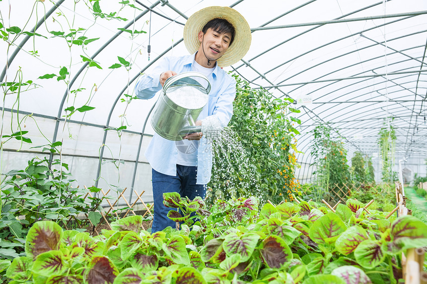 农夫给蔬菜浇水图片