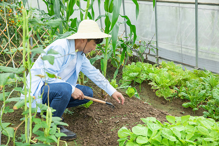 蔬菜种植大棚里农夫耕地图片