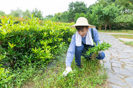 除草的男孩农夫在农场里摘杂草背景