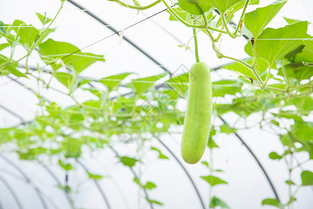 蔬菜种植大棚丝瓜特写背景图片