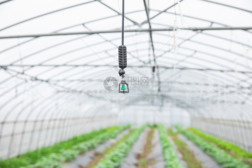 蔬菜大棚里的洒水器特写图片