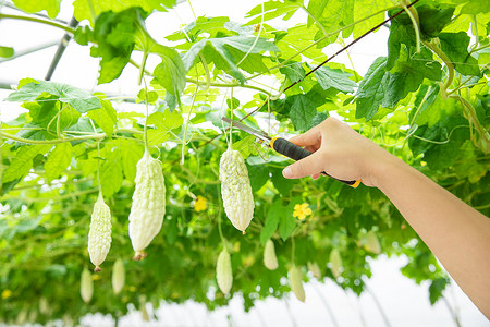 蔬菜种植大棚苦瓜采摘特写高清图片