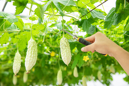 蔬菜种植大棚苦瓜采摘特写背景图片