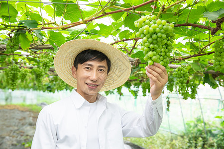 葡萄产地果农果园大棚采摘葡萄背景