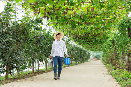 拎水桶志愿者水果种植园里的果农手拎水桶背景