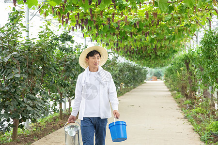 拎着水桶水果种植园里的果农手拎水桶背景