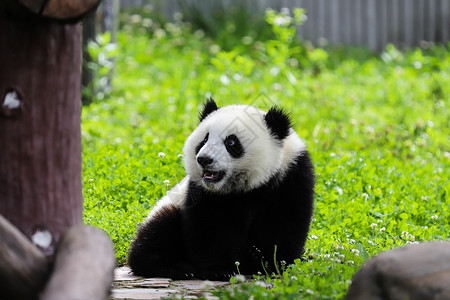 卧龙保护区中国国宝大熊猫背景