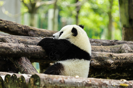 中国国宝：大熊猫背景图片