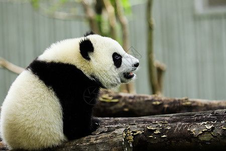可爱的国宝大熊猫背景图片