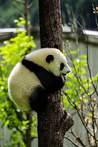 中国国宝：大熊猫图片