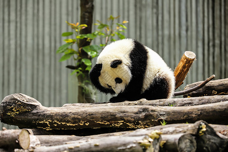 可爱的国宝大熊猫图片