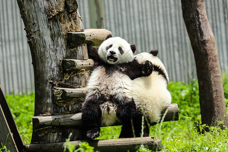 中国国宝大熊猫玩耍背景图片