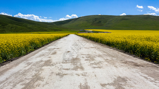 油菜花田的道路背景图片