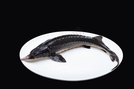鲟鱼食材鲟鱼卵高清图片