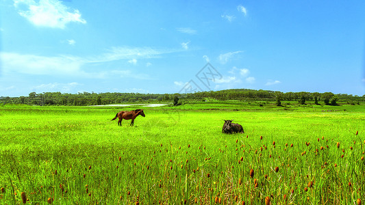 四子王旗内蒙古夏季草原牧场景观背景