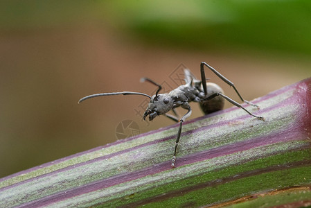 微距蚂蚁背景图片