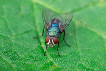 蜱虫叶子上的苍蝇背景