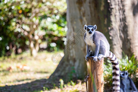 环尾狐猴上海动物园树桩环高清图片