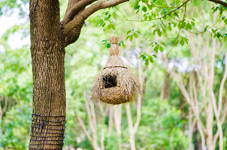 树枝上的鸟巢背景图片