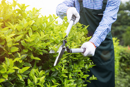 农场工人小屋农夫工人修剪农场植物枝叶背景