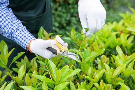 园丁暑假作业农夫工人修剪农场植物枝叶背景