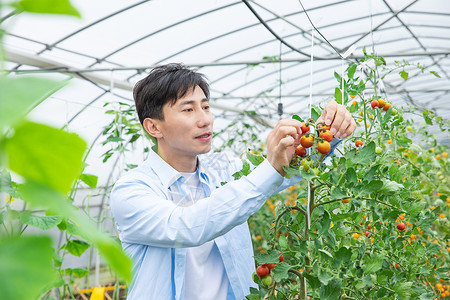 农夫培育小番茄背景图片