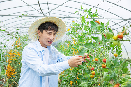 农夫培育小番茄背景图片