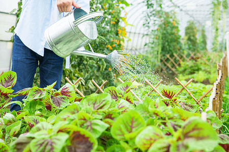 蔬菜种植园农民蔬菜大棚里浇水背景