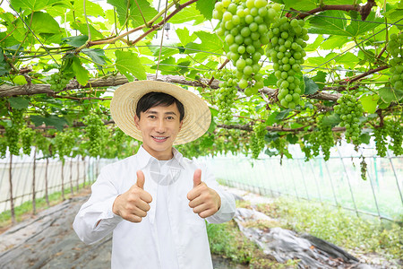 农民种植大棚采摘葡萄高清图片