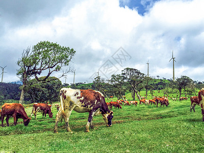 斯里兰卡奶牛高清图片