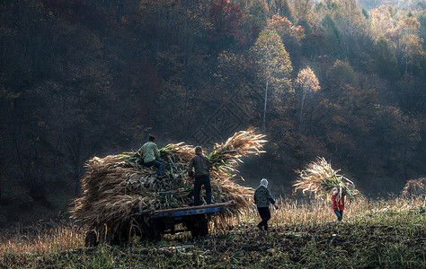 秋收季节田野高清图片素材