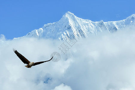 鹰logo珠穆朗玛峰上的野山鹰背景