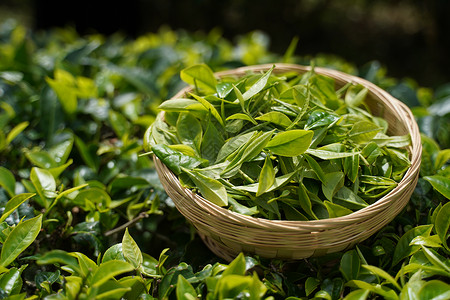 带叶普洱茶采摘背景