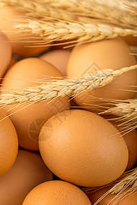 鸡和鸡蛋特写拍摄鸡蛋和麦穗背景