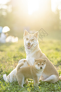 安全牵绳遛狗柴犬夕阳下可爱的柴犬宝宝和妈妈背景