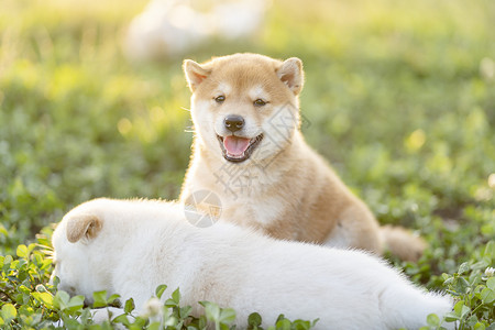 安全牵绳遛狗柴犬夕阳下可爱的柴犬宝宝和妈妈背景