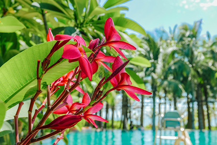 红条边党建展板泳池边的亚热带植物红鸡蛋花背景