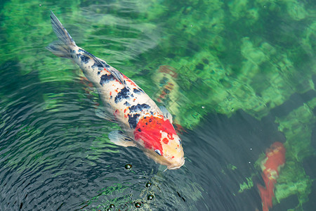 水中红色鲤鱼水塘里的鲤鱼背景