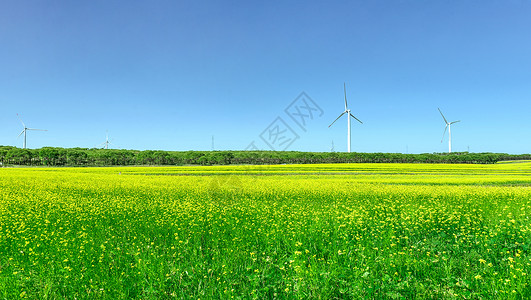 畜牧场内蒙古武川县夏季田园风光背景