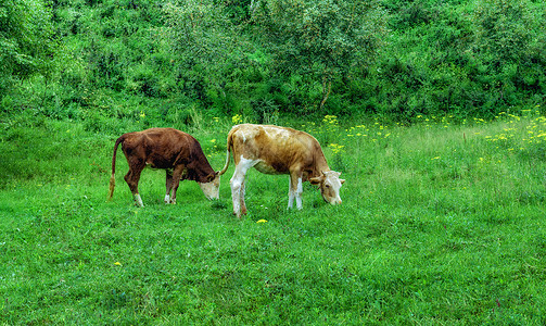 两只黄牛背景图片
