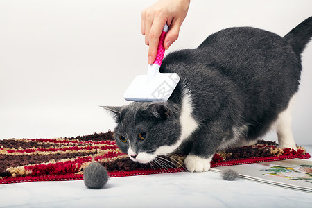 毛球器猫咪毛发清洁梳背景