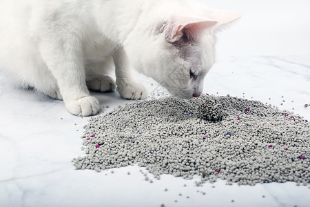 猫咪用品膨润土猫砂背景