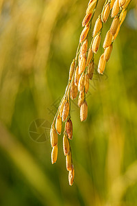 秋收粮食玉米黄色水稻穗特写拍摄背景