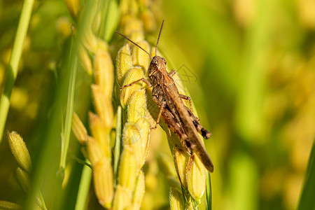 绿色蝗虫水稻受到自然灾害虫灾背景