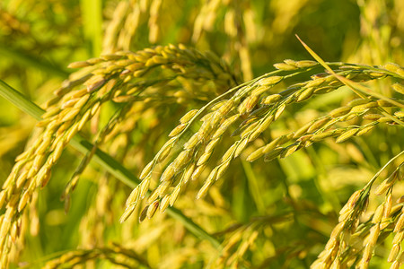 秋天成熟的稻穗图片