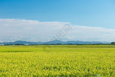秋分放风筝东北水稻种植基地背景