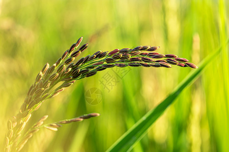 意境拍摄水稻垂下图片